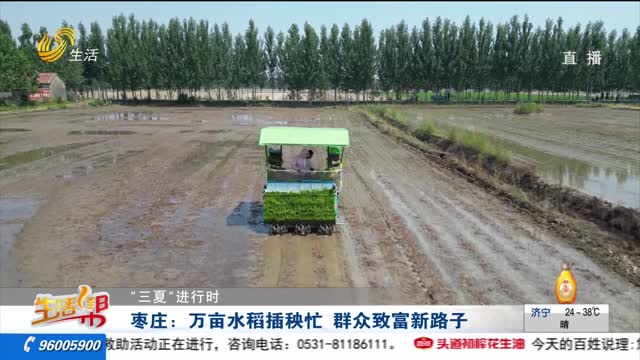 【“三夏”进行时】枣庄：万亩水稻插秧忙 群众致富新路子