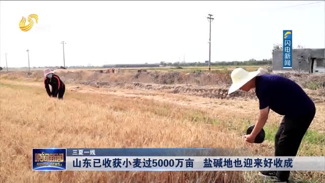 【三夏一线】山东已收获小麦过5000万亩 盐碱地也迎来好收成
