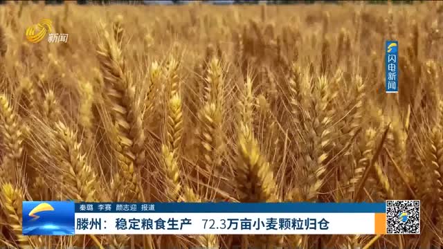 滕州：稳定粮食生产 72.3万亩小麦颗粒归仓