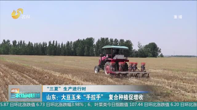 【“三夏”生产进行时】山东：大豆玉米“手拉手” 复合种植促增收