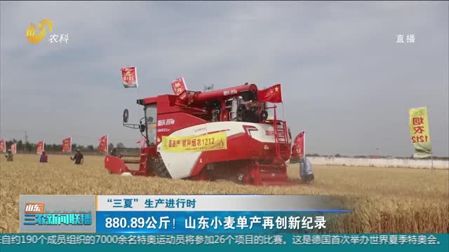 【“三夏”生产进行时】880.89公斤！山东小麦单产再创新纪录