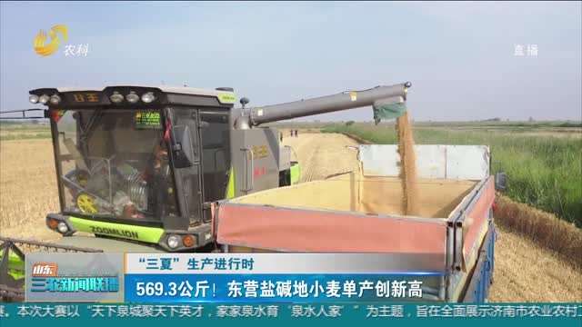 【“三夏”生产进行时】569.3公斤！东营盐碱地小麦单产创新高