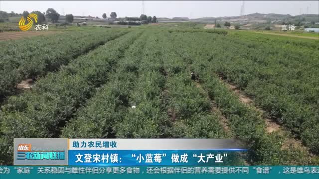 【助力农民增收】文登宋村镇：“小蓝莓”做成“大产业”