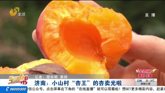 济南：小山村“杏王”的杏卖光啦