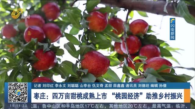 【打造乡村振兴齐鲁样板】枣庄：四万亩甜桃成熟上市 “桃园经济”助推乡村振兴