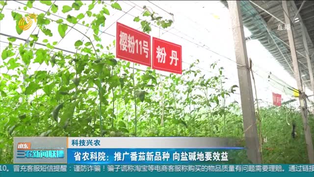 【科技兴农】省农科院：推广番茄新品种 向盐碱地要效益
