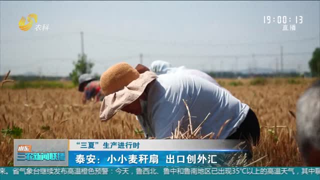 【“三夏”生产进行时】泰安：小小麦秆扇 出口创外汇