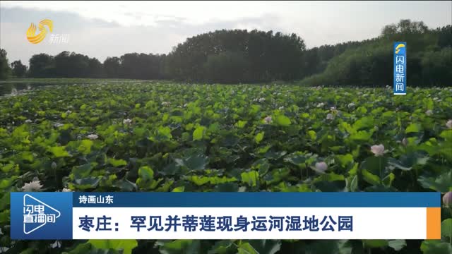 【诗画山东】枣庄：罕见并蒂莲现身运河湿地公园