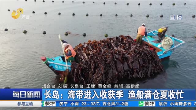 长岛：海带进入收获季 渔船满仓夏收忙