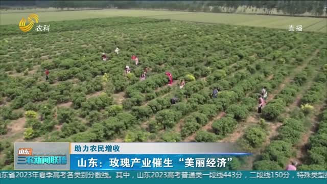 【助力农民增收】山东：玫瑰产业催生“美丽经济”