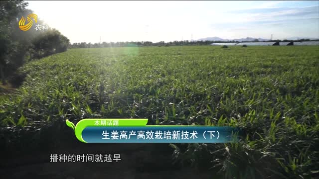 2023年06月26日《农技推广在行动》：生姜高产高效栽培新技术（下）