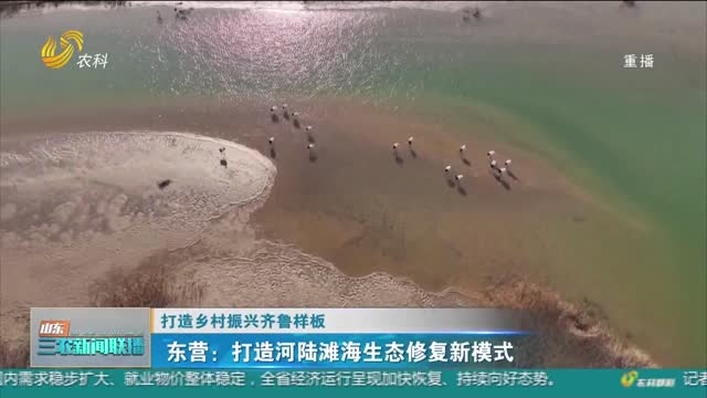【打造乡村振兴齐鲁样板】东营：打造河陆滩海生态修复新模式
