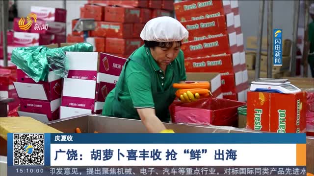 【庆夏收】广饶：胡萝卜喜丰收 抢“鲜”出海