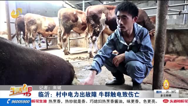 【重磅】临沂：村中电力出故障 牛群触电致伤亡