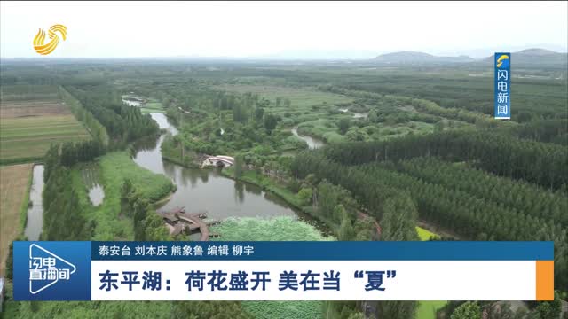 东平湖：荷花盛开 美在当“夏”