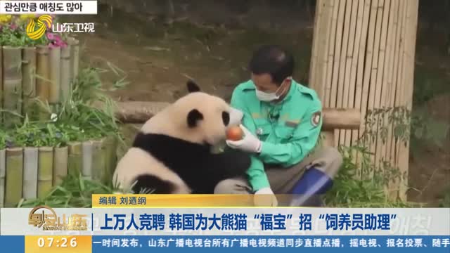 上万人竞聘 韩国为大熊猫“福宝”招“饲养员助理”
