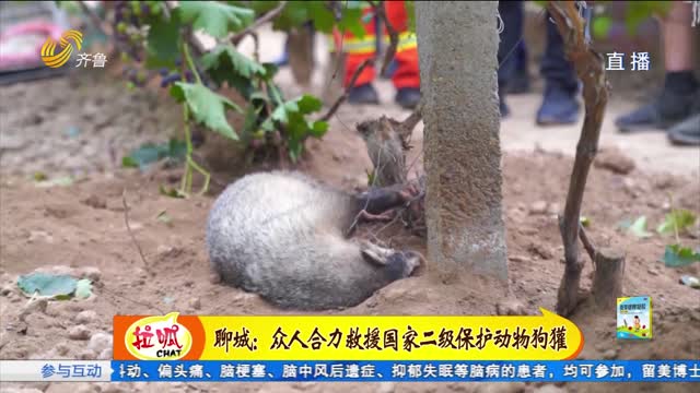 聊城：众人合力救援国家二级保护动物狗獾