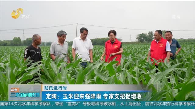 【防汛进行时】定陶：玉米迎来强降雨 专家支招促增收
