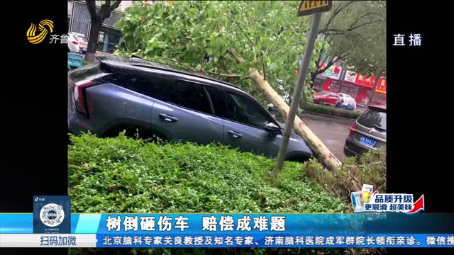淄博：树倒砸车 谁该赔偿？