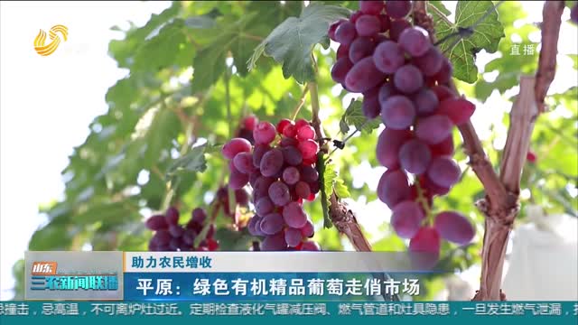 【助力农民增收】平原：绿色有机精品葡萄走俏市场