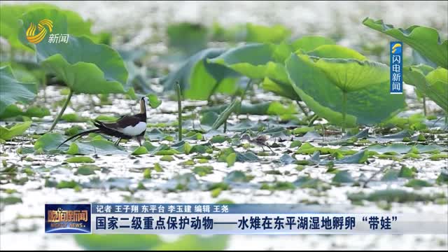 国家二级重点保护动物——水雉在东平湖湿地孵卵“带娃”