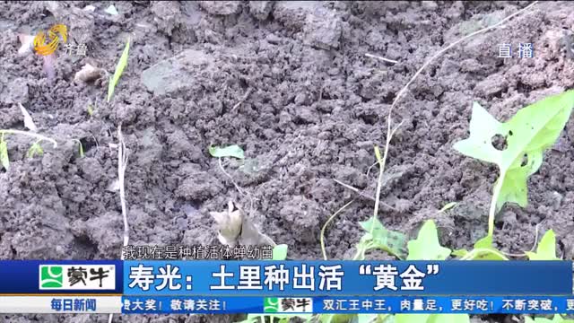 山东特色养殖：害虫变身“致富虫”