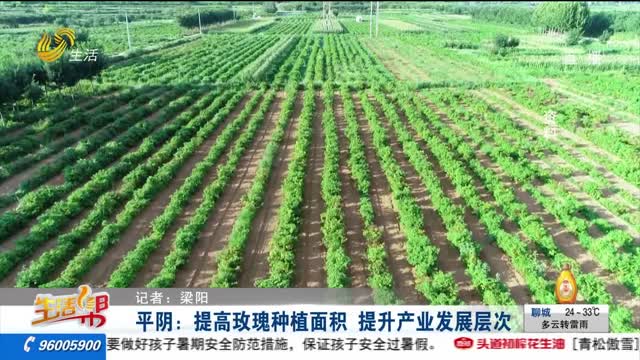 平阴：提高玫瑰种植面积 提升产业发展层次