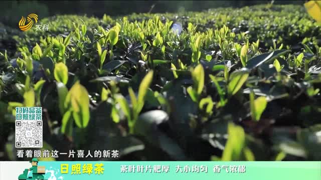20230722《中國原產遞》：日照綠茶
