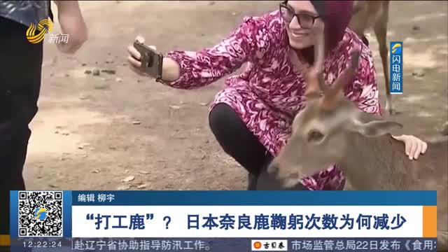 “打工鹿”？ 日本奈良鹿鞠躬次数为何减少