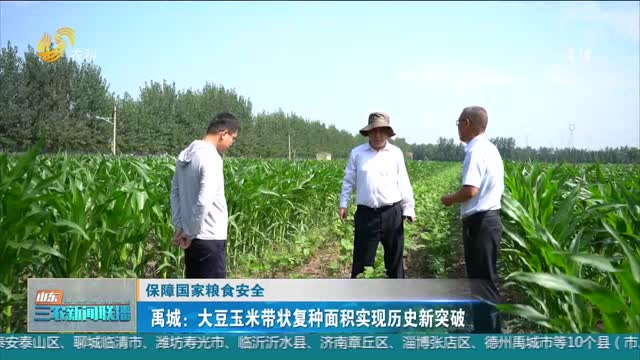 【保障国家粮食安全】禹城：大豆玉米带状复种面积实现历史新突破