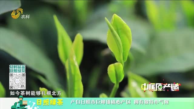 20230727《中國原產遞》：日照綠茶