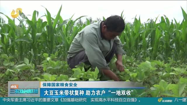 【保障国家粮食安全】大豆玉米带状复种 助力农户“一地双收”