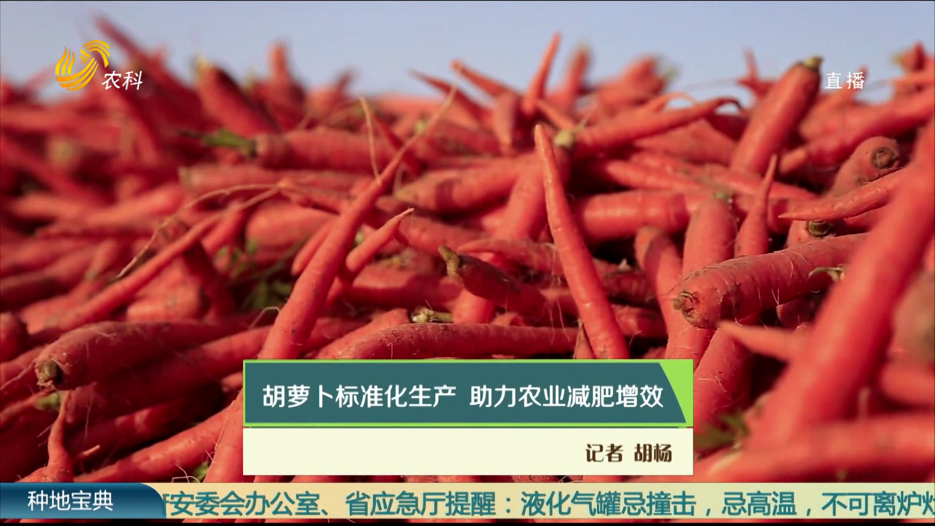 胡蘿卜標準化生產 助力農業減肥增效