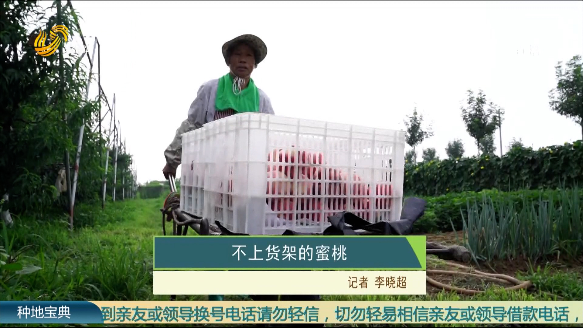 不上貨架的蜜桃