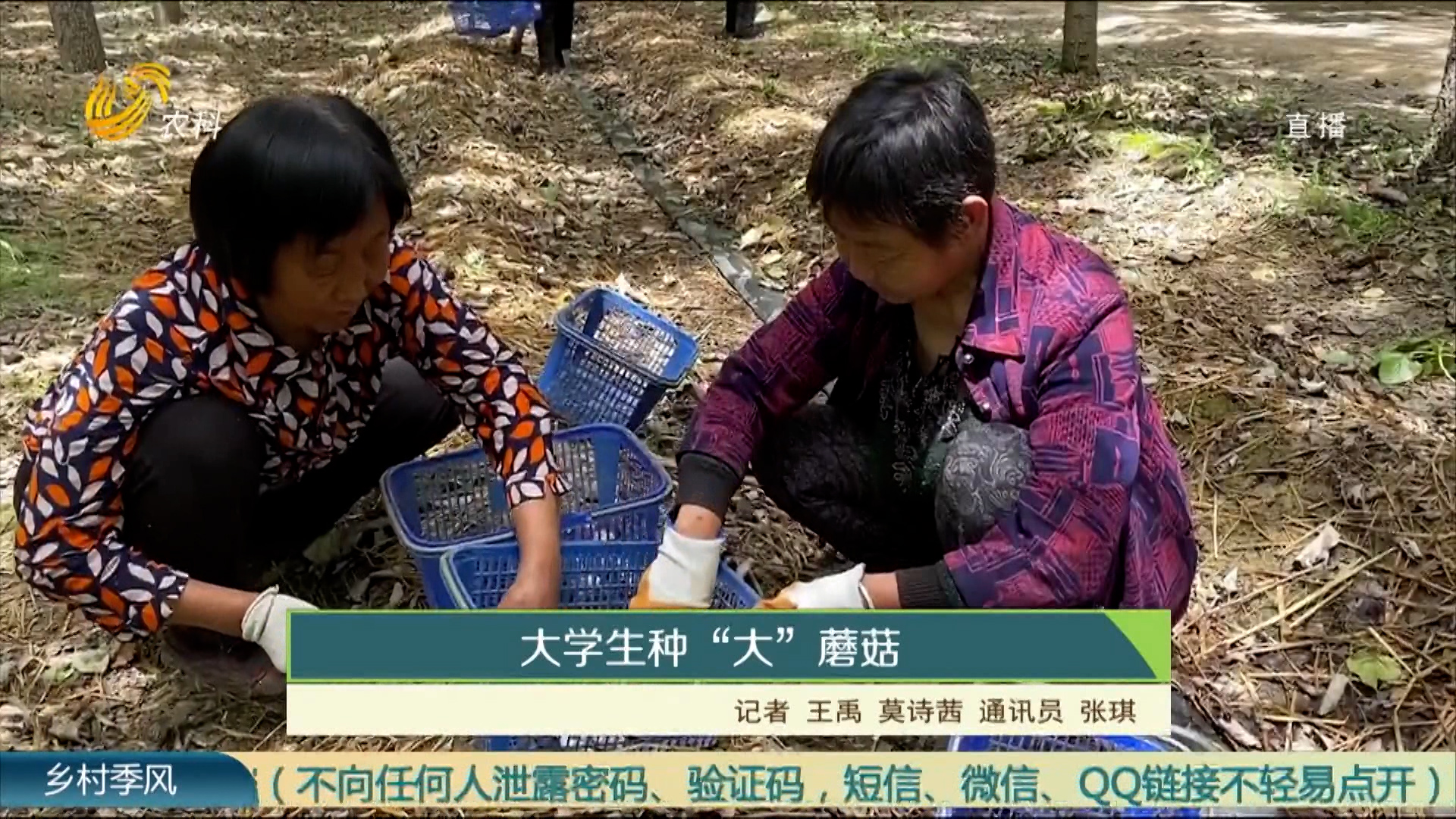 大學生種“大”蘑菇