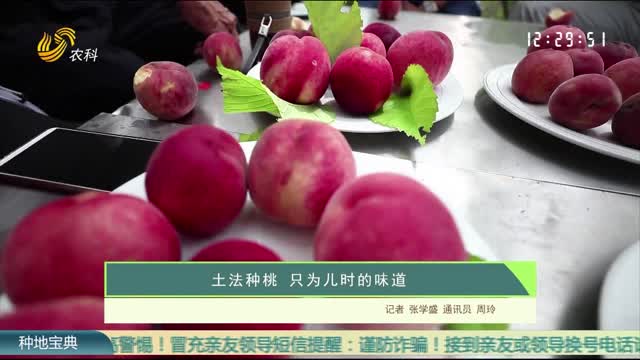 土法種桃 只為兒時的味道