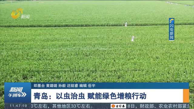 青島：以蟲治蟲 賦能綠色增糧行動