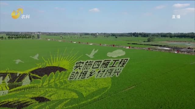 郯城縣稻田畫美景