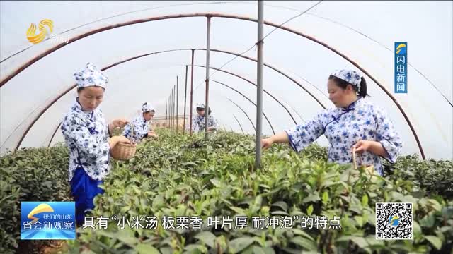 濟南市長清區：農旅融合助力鄉村振興新發展