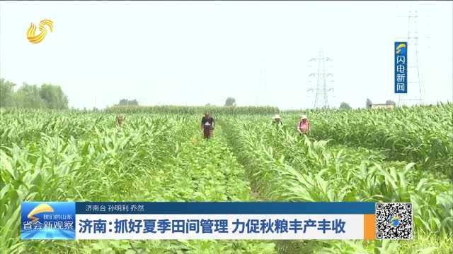 濟南：抓好夏季田間管理 力促秋糧豐產豐收