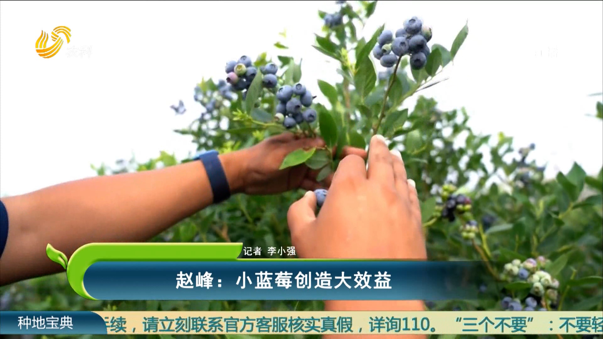 趙峰：小藍莓創造大效益