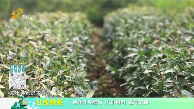 20230816《中国原产递》：日照绿茶