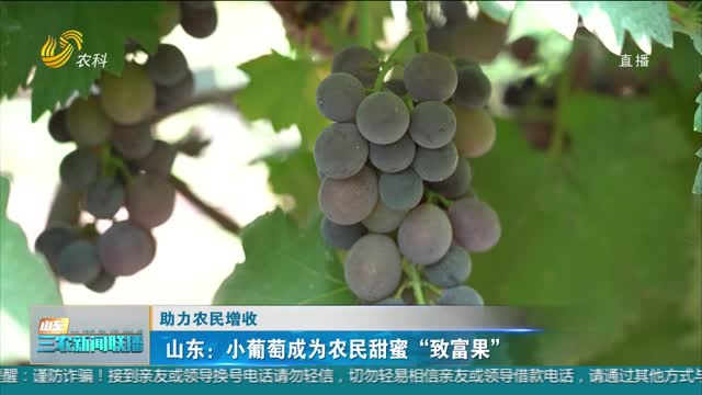 【助力农民增收】山东：小葡萄成为农民甜蜜“致富果”
