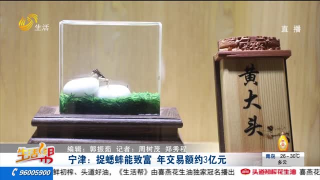 宁津：捉蟋蟀能致富 年交易额约3亿元