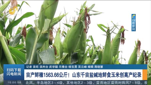 亩产鲜穗1563.66公斤！山东千亩盐碱地鲜食玉米创高产纪录