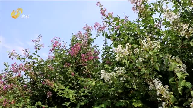 菏泽市定陶区紫薇花五彩斑斓的美景
