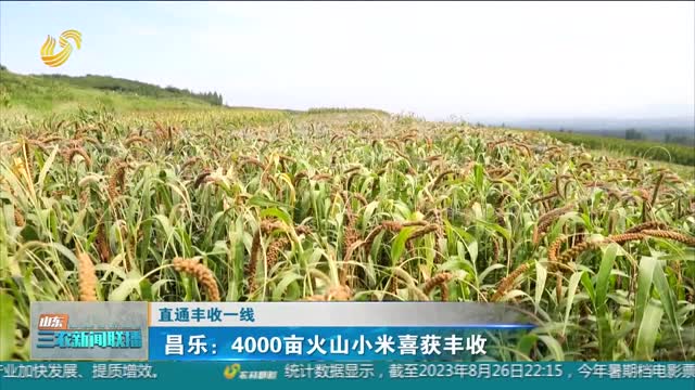 【直通丰收一线】昌乐：4000亩火山小米喜获丰收