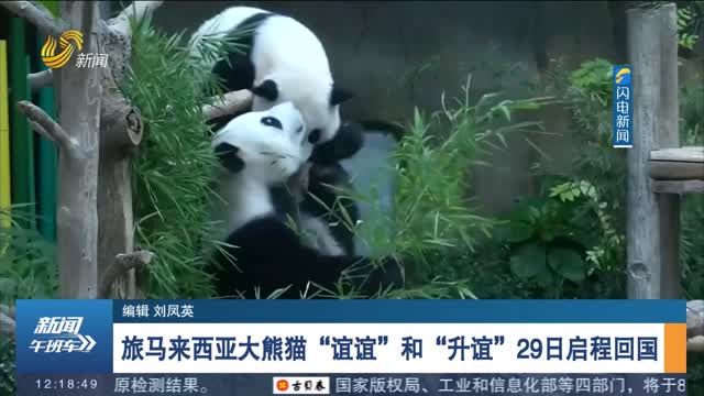 旅马来西亚大熊猫“谊谊”和“升谊”29日启程回国