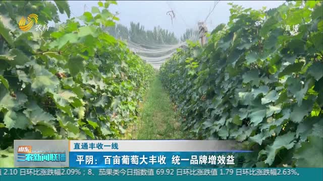 【直通丰收一线】平阴：百亩葡萄大丰收 统一品牌增效益