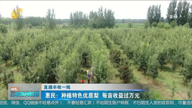 【直通丰收一线】惠民：种植特色优质梨 每亩收益过万元